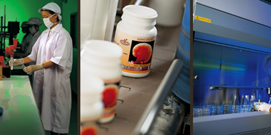 Ganoderma minőségellenőrzés Ganoderma minőségellenőrzés