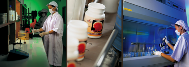 Ganoderma minőségellenőrzés