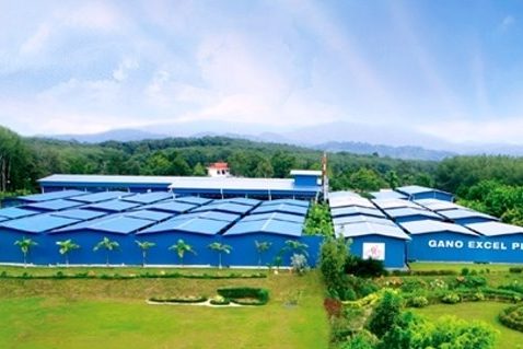 Ganoderma ültetvény