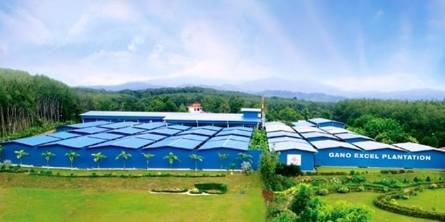 Ganoderma ültetvény