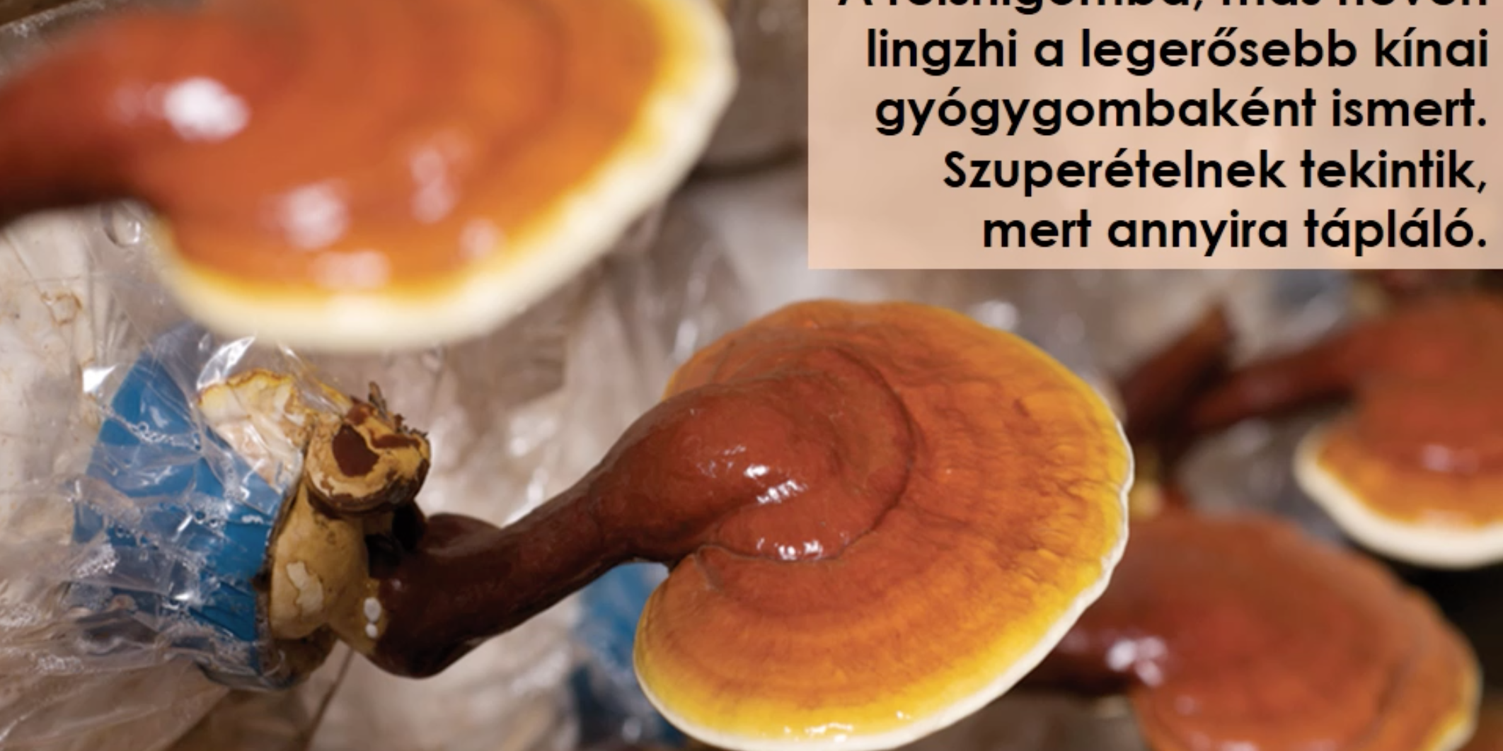 webiroda_treningmodul